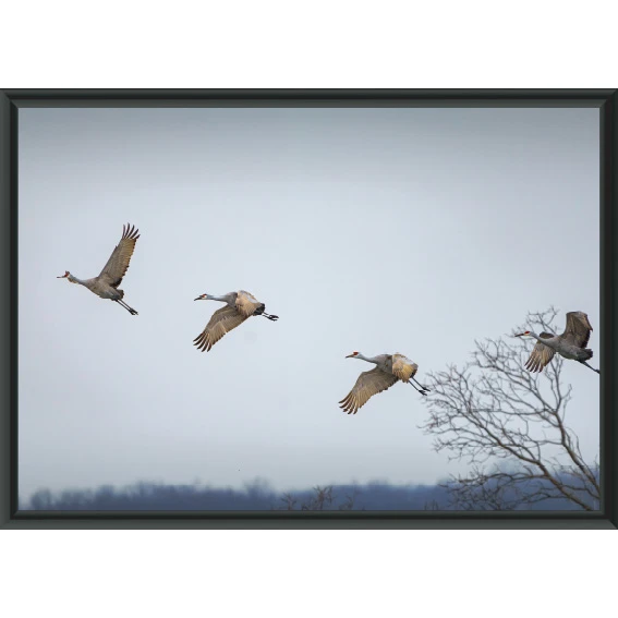 Statik Tutunma Özellikli Tablo - Poster Hayvan (Model-15) 