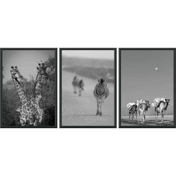 Statik Tutunma Özellikli Tablo - Poster Hayvan (Model- 17) 